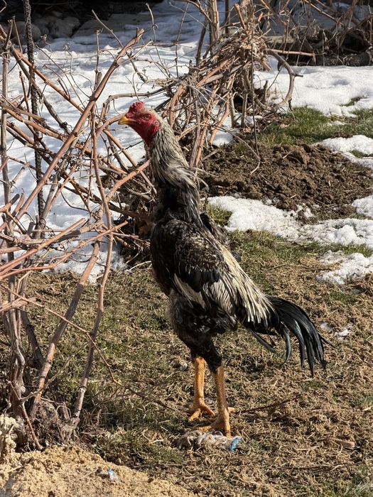 Дакан қораз сатылады