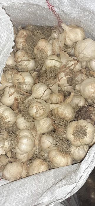 Usturoi de sămânță și consum