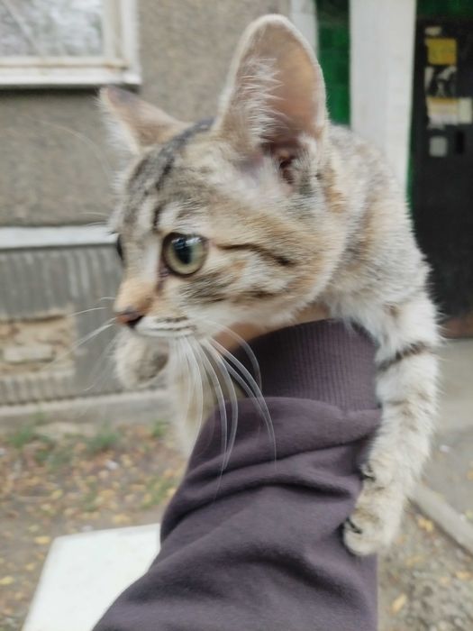 Отдам котёнка в хорошие руки