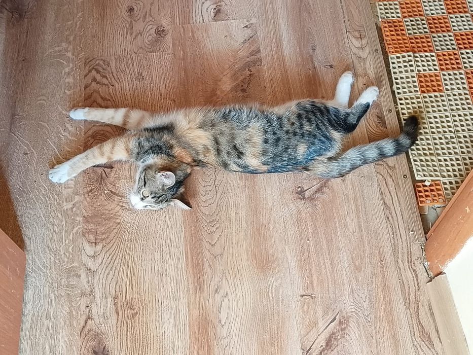 Отдам в добрые руки котёнка