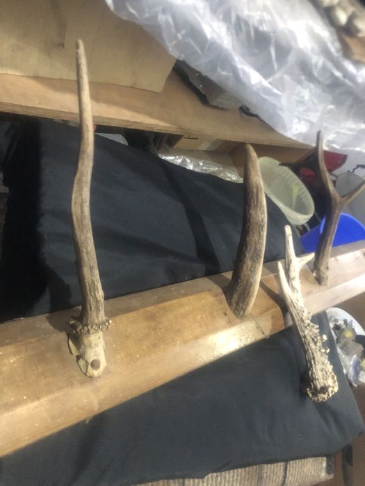 And 4 coarne de caprior 20 cm lungime