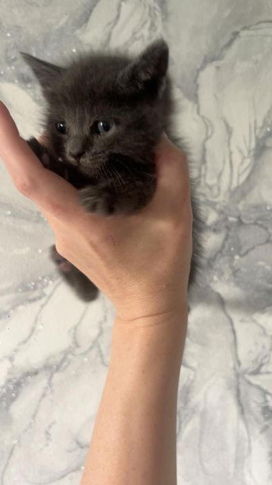 Уличные котята в добрые руки.