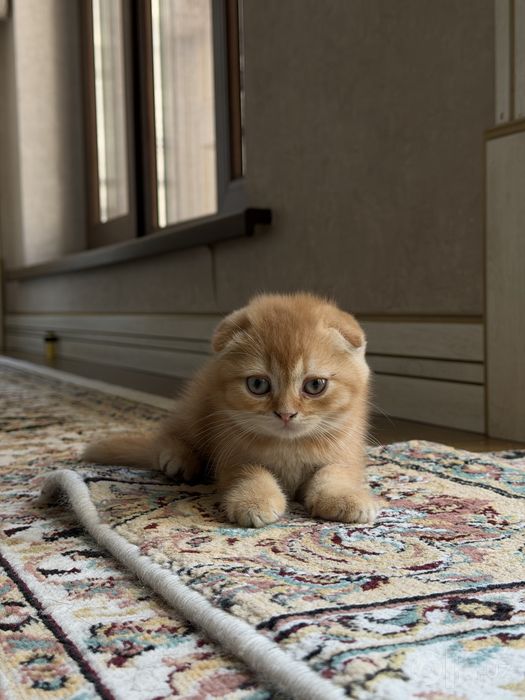 Котята породистые (скоттиш фолд и страйт)