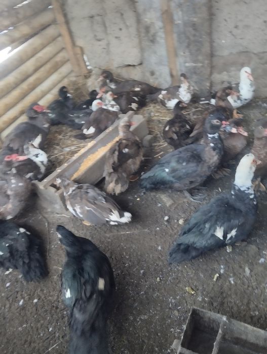 Утки Индаутки Продаются