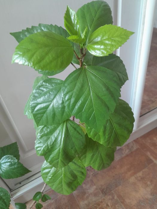 Гибискус комнатный цветок