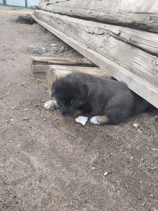Продам щенят полтора месяца