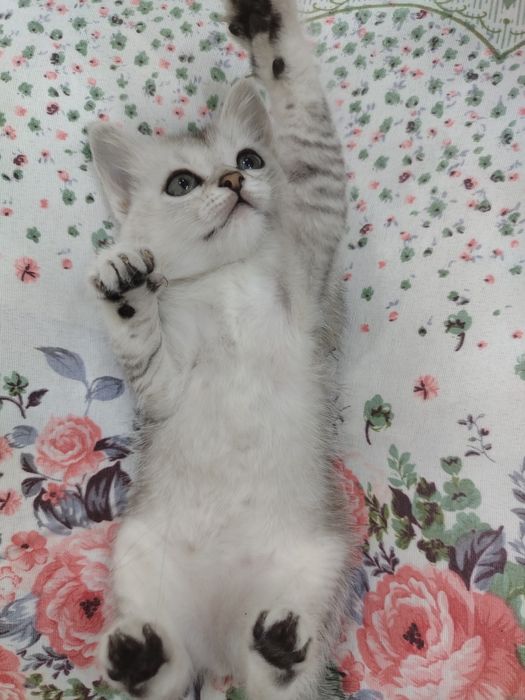 Продаются котята.