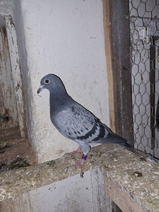 Porumbei Voiajori oferta