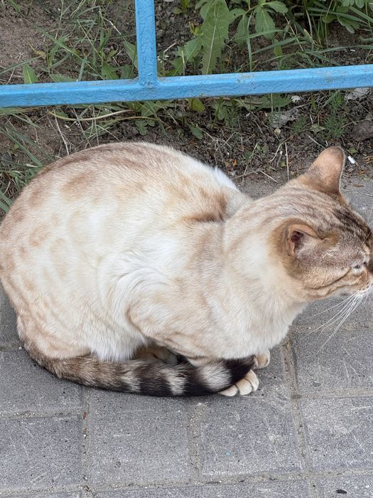 Кошка бенгальская
