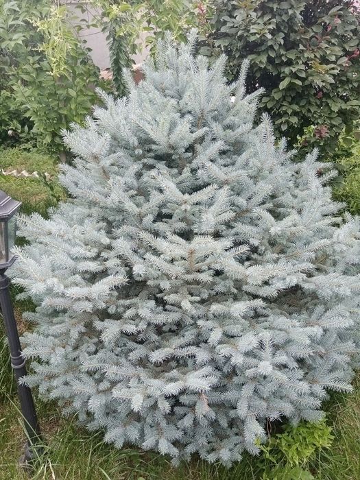 ПРОДАЮ голубой ель