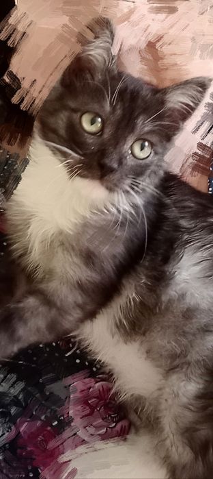 Одам    котенка.