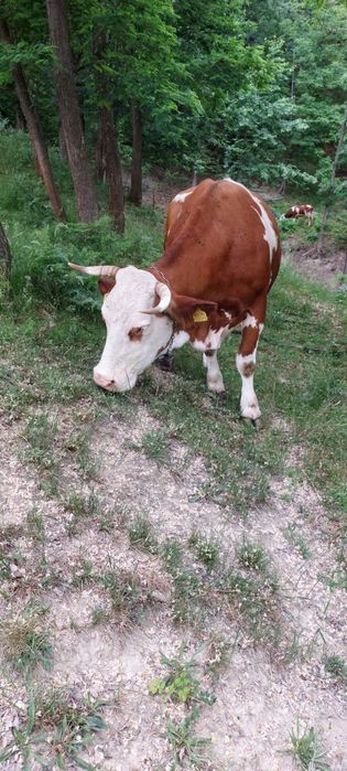 Mă vinde stăpânul,vaca rasa baltata românească cu vițel!