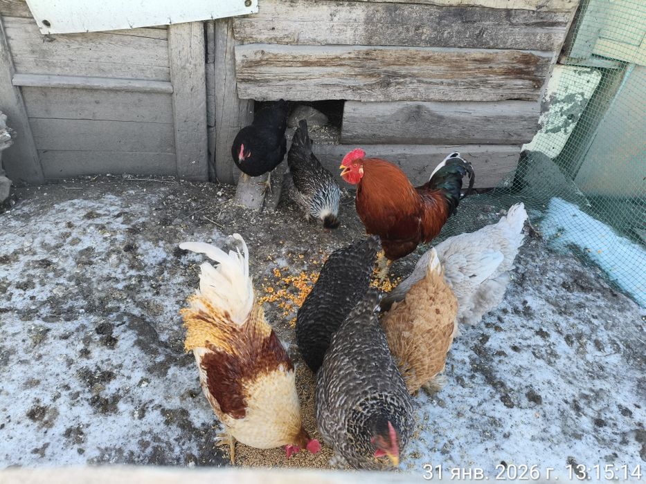 Продам двух петушков