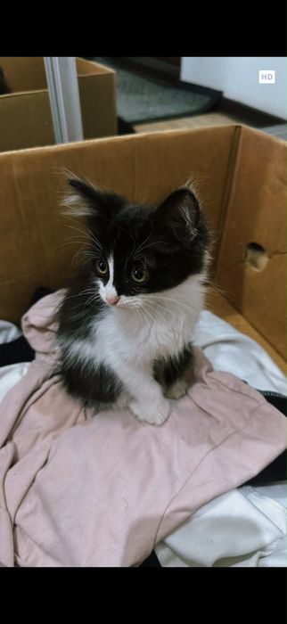 Отдам котят в добрые руки
