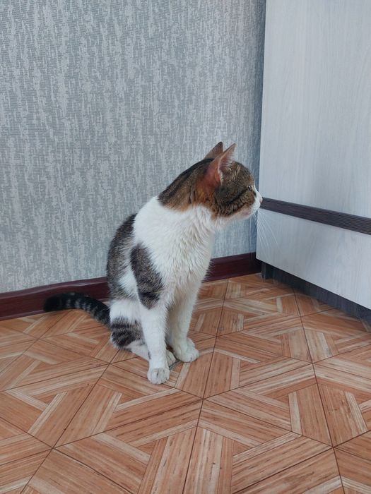 Хозяин ! Отзовись !