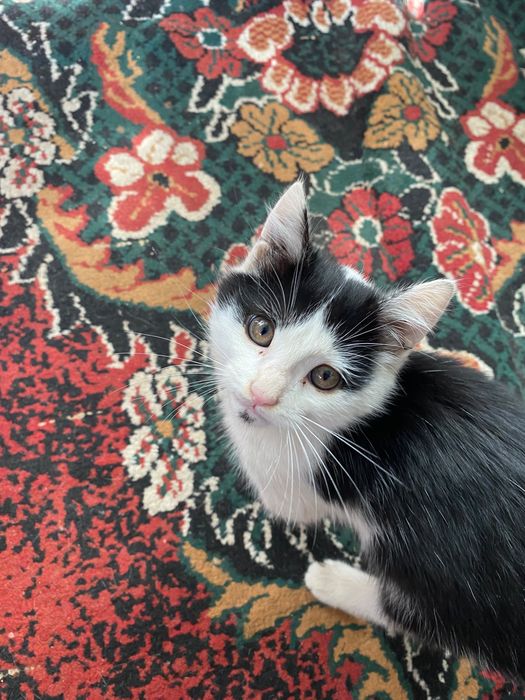 Котенок, мысық, марғау