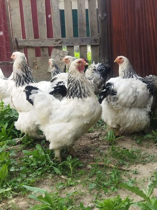 Продам куры домашние