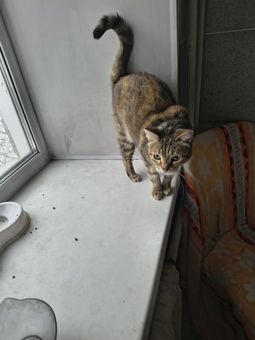 Отдам кошечку в добрые руки