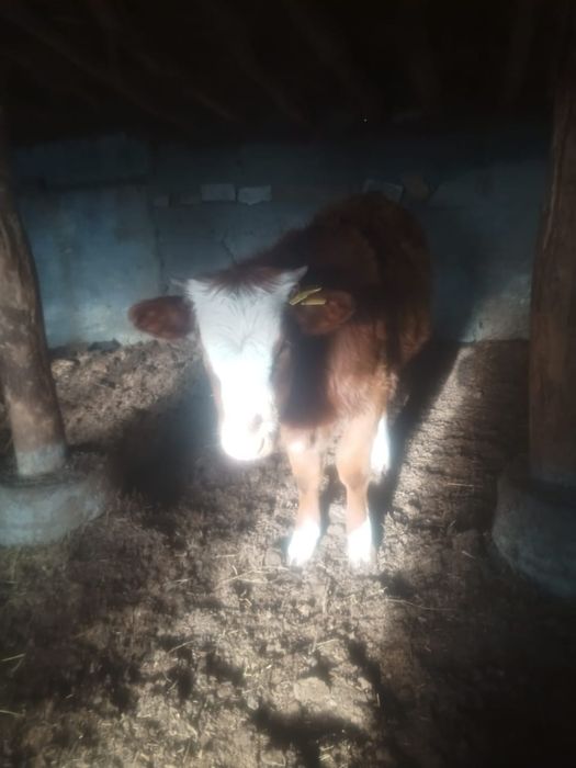 Крупнорогатый скот