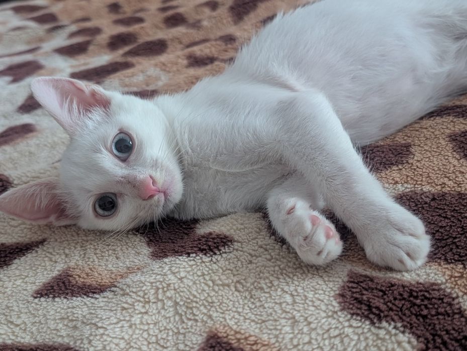Pisoi pentru adopție