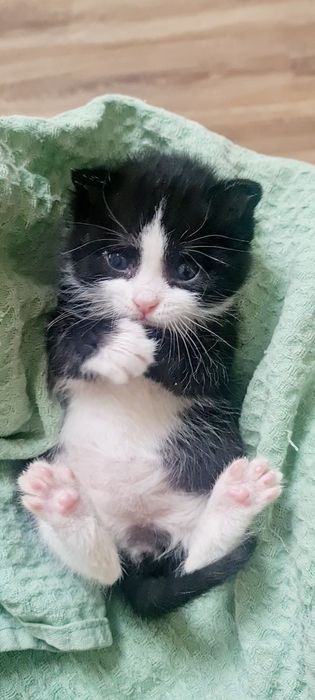 Пристрой котенка