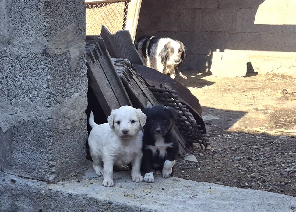 Щенята Двортерьеры