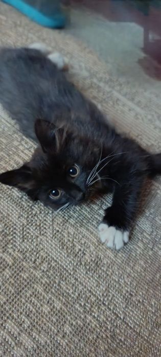 Бесплатно котенок в добрые руки