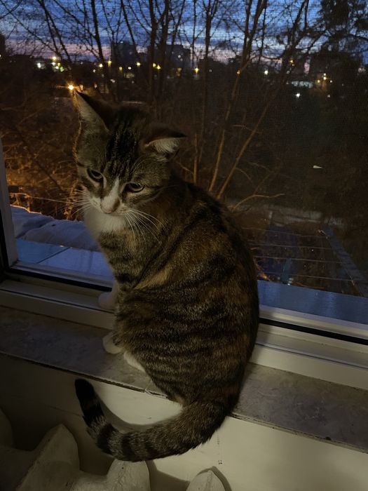 donez pisica in constanta! URGENT