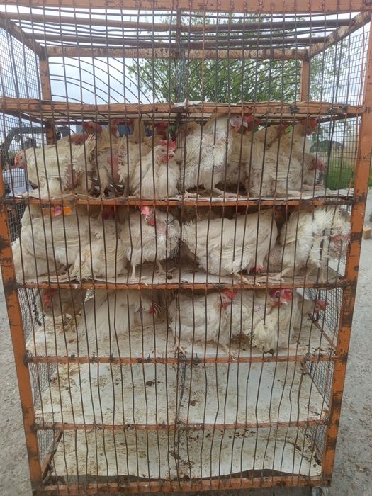 Ақ тауыктар куры несушка