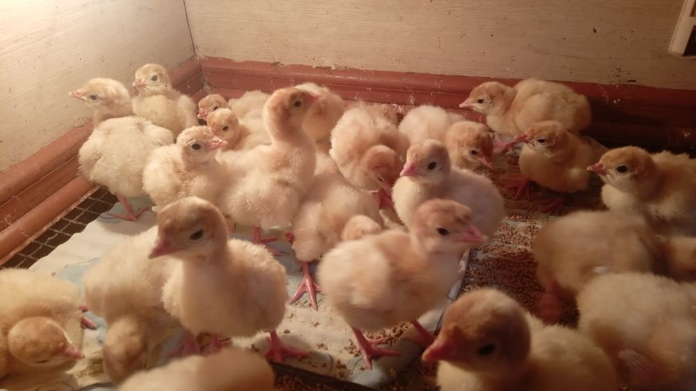 Продается суточный индюк  3500тг шт