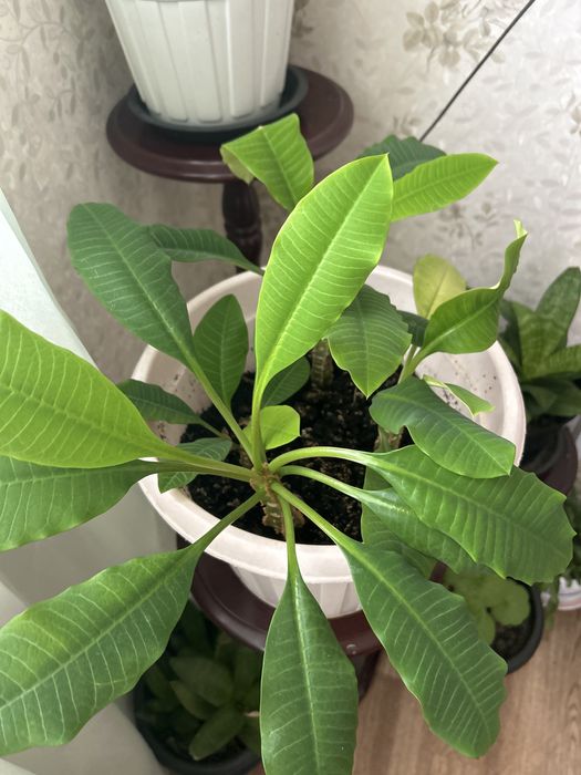 Комнатные растения