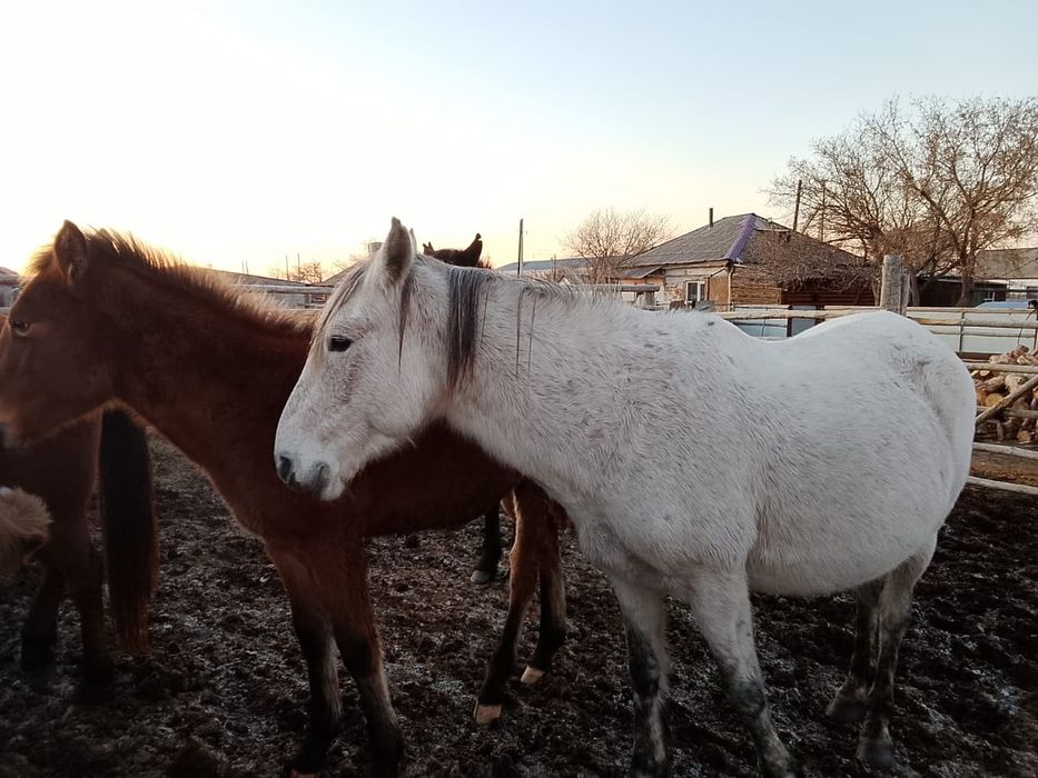 Продам лошадей продам