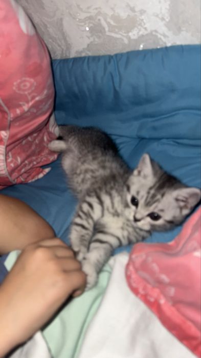 продаётся котенок.Британец прямоухий