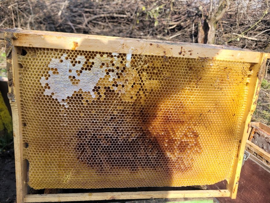 Vand 90 rame  crescute provenite de  la etaj