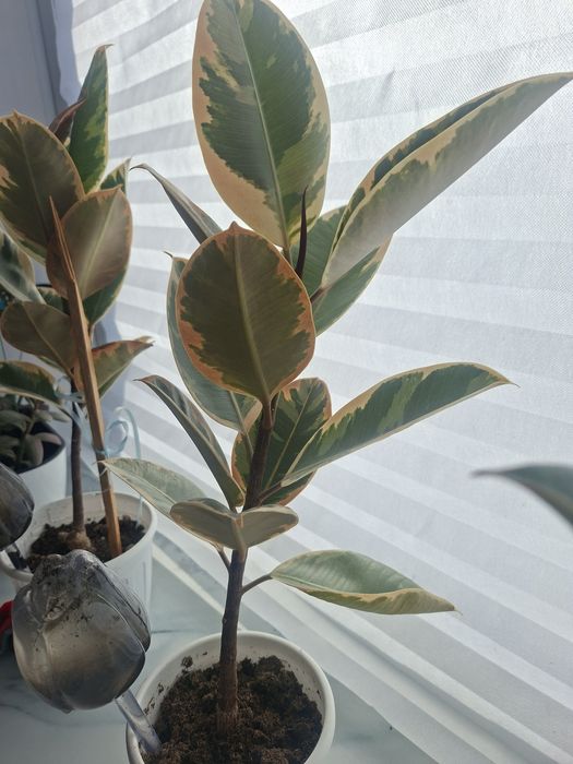 Продам комнатный цветок