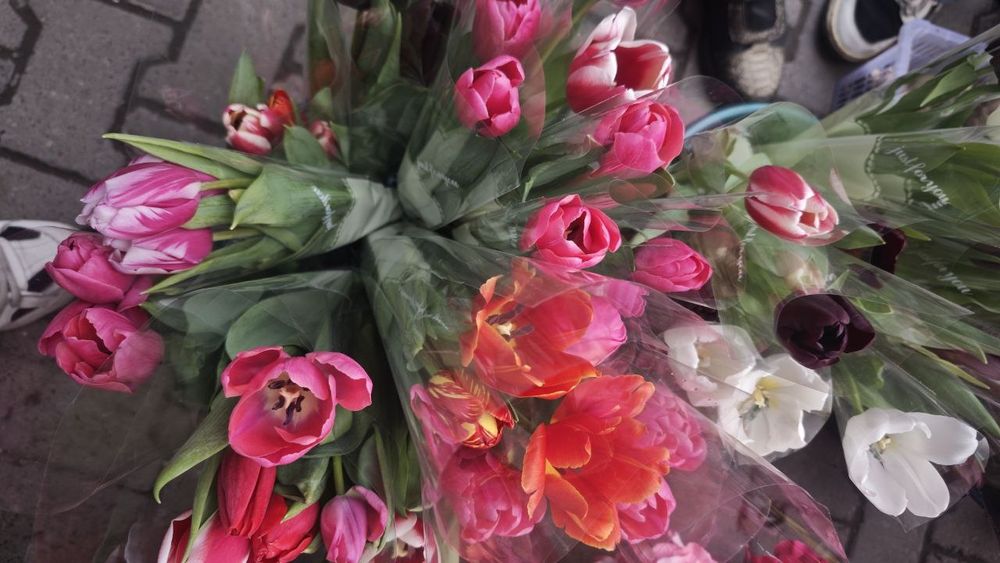 луковица голландского тюльпана