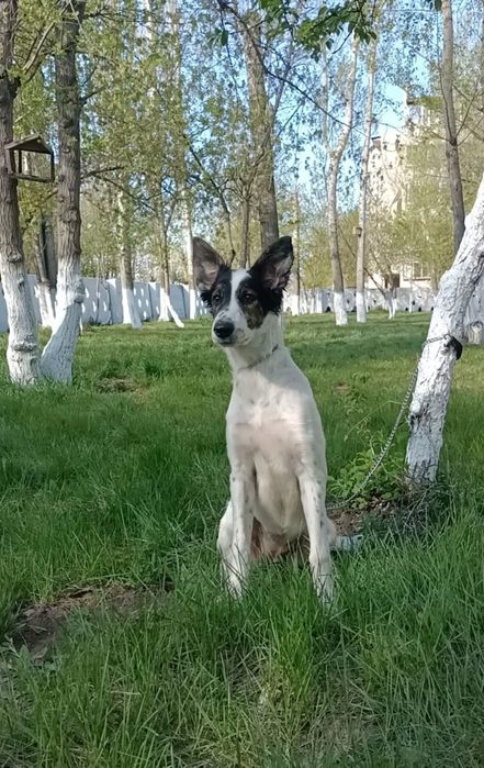 Щенок в поисках дома