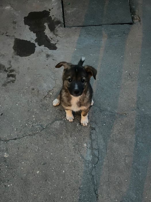 [ПОДАРЯВАМ] Кученце на 2 месеца