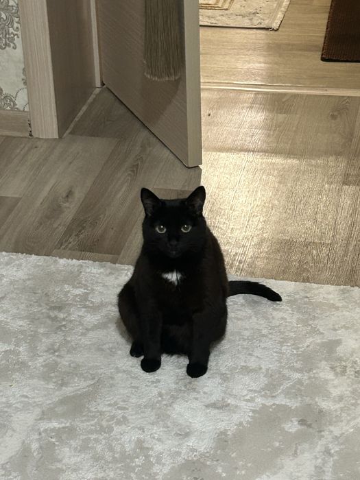 Пропала кошка черная