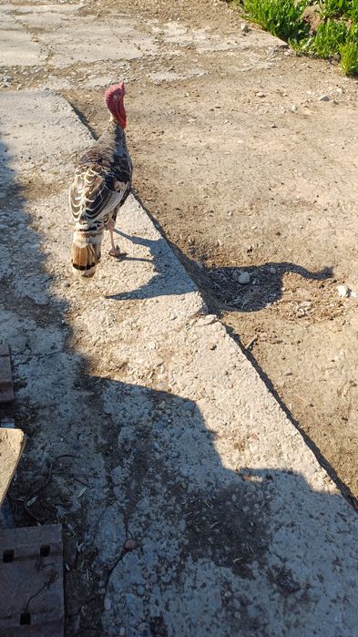 Индюк 1жас еркек