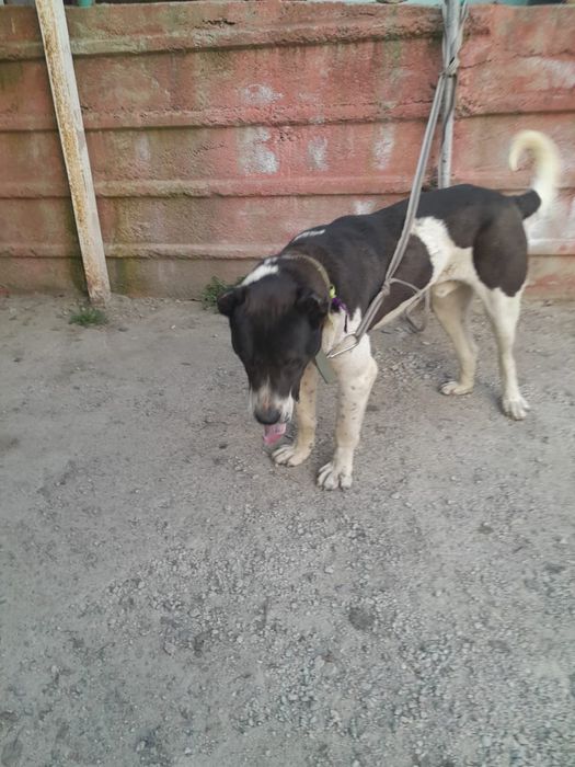 Среднеазиатская овчарка