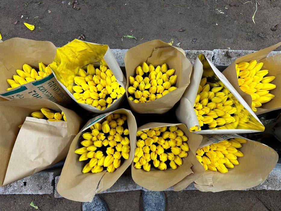 Продаем тюльпаны  оптом