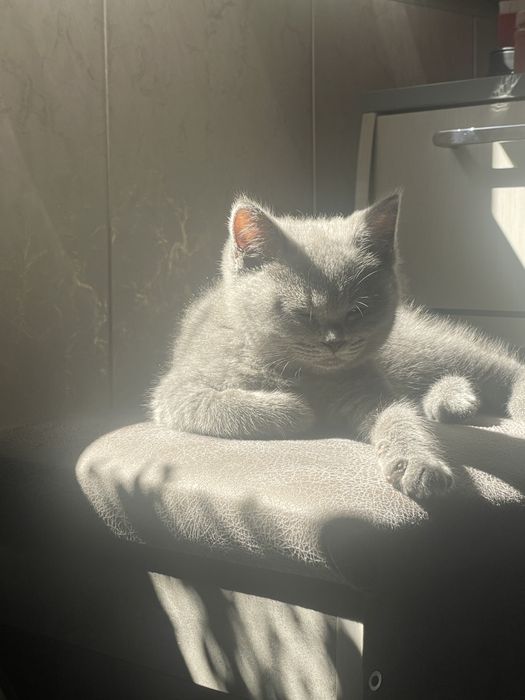British shorthair