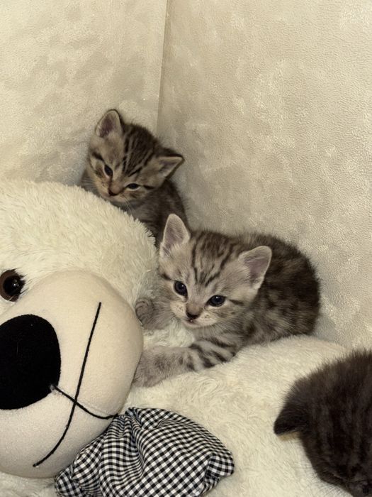 Продам шотландских котят