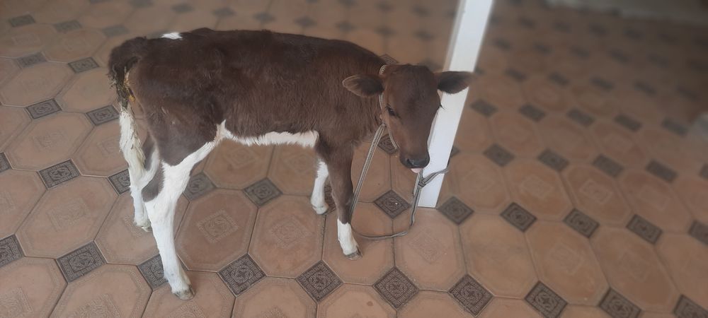 Бызау сатылады пародасы жаксы