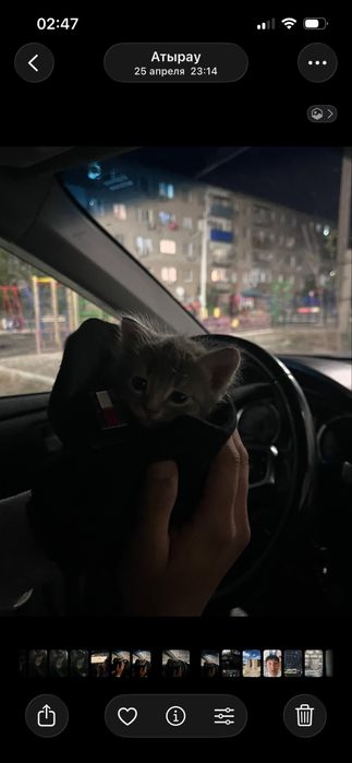 Котенок мальчик в добрые руки