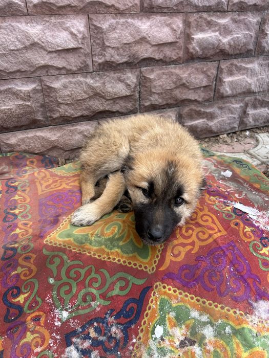 Щенки в хорошие руки