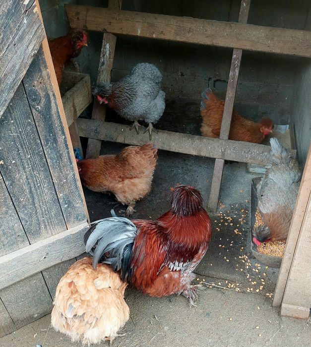 Ouă pentru incubat.