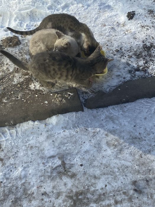 Котята ищут семью