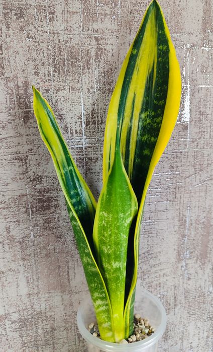 Сансивьерия Gold Flame